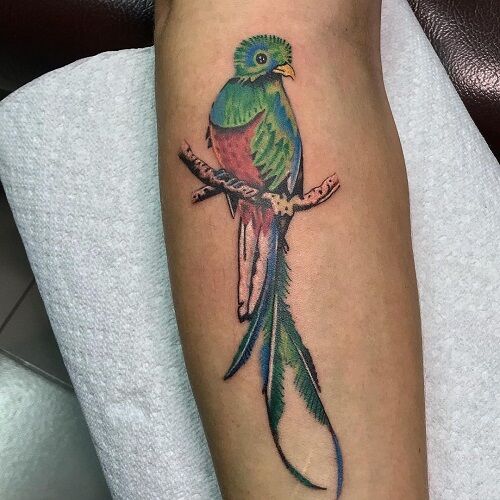 Quetzal Bird Tattoo