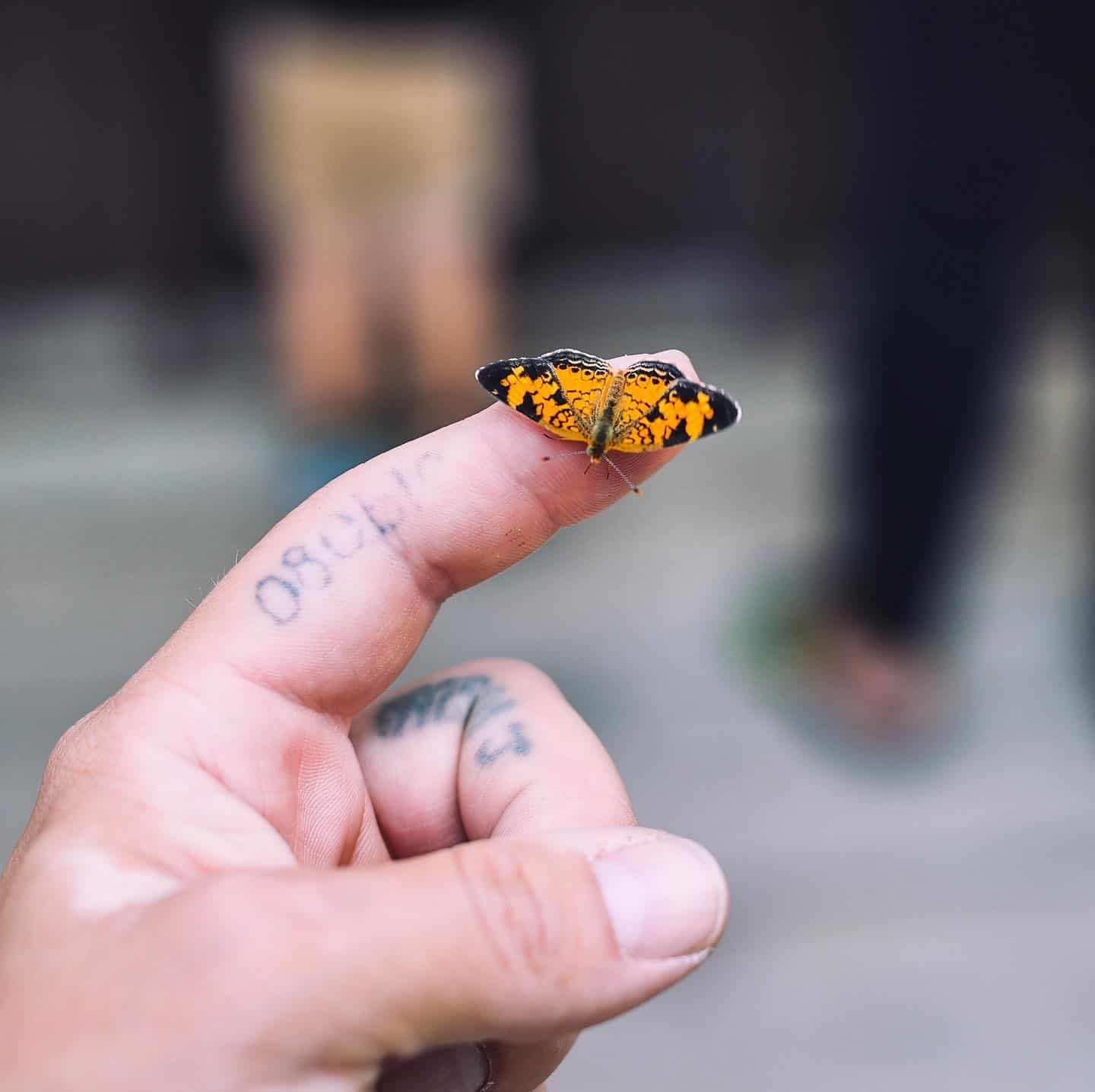 mariposa descansando sobre un dedo